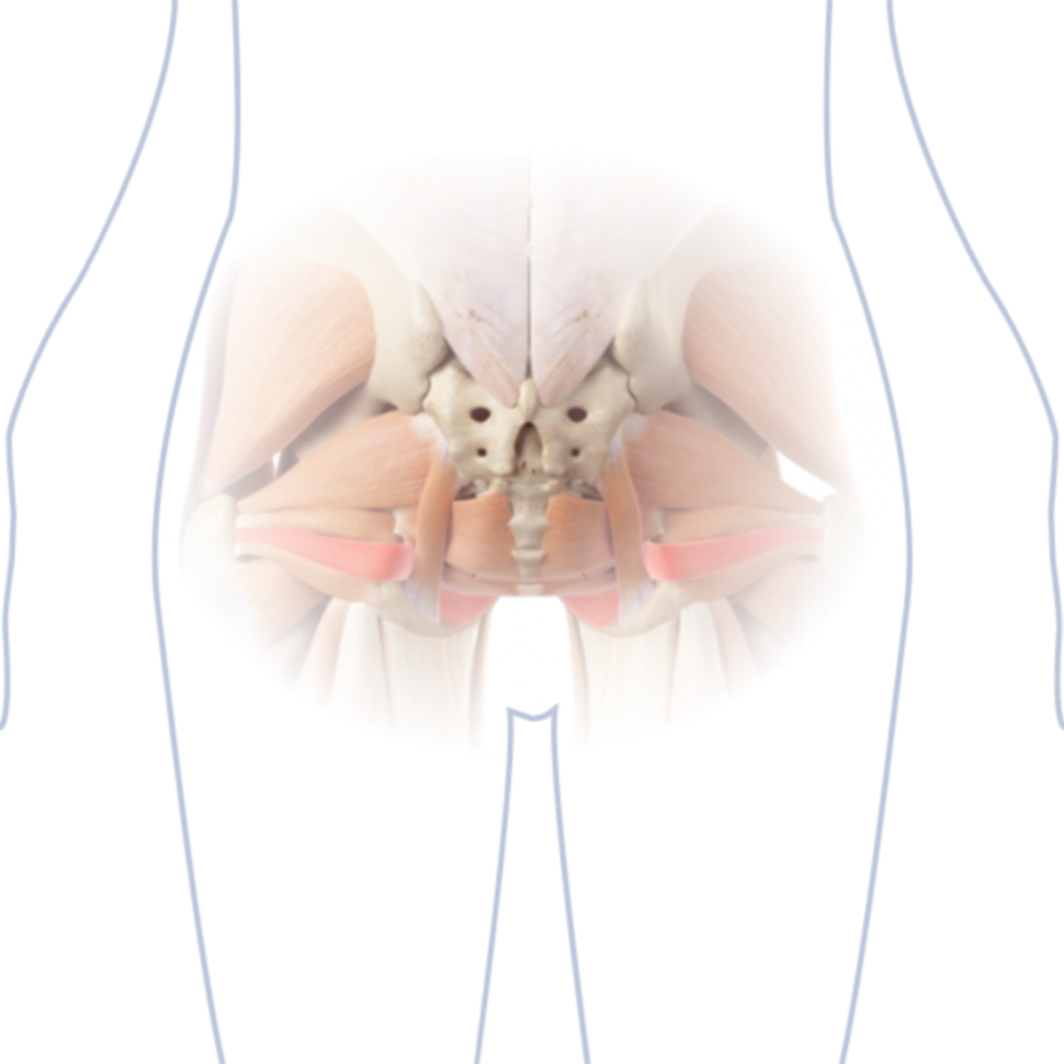 Anatomische Darstellung der Becken- und Hüftmuskulatur