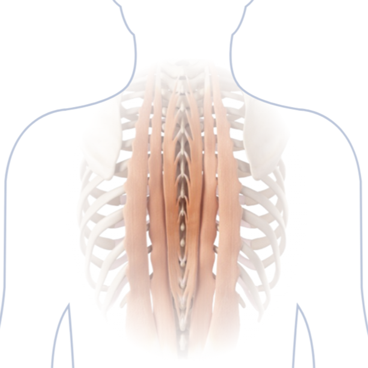 Anatomical illustration of the back muscles along the spine