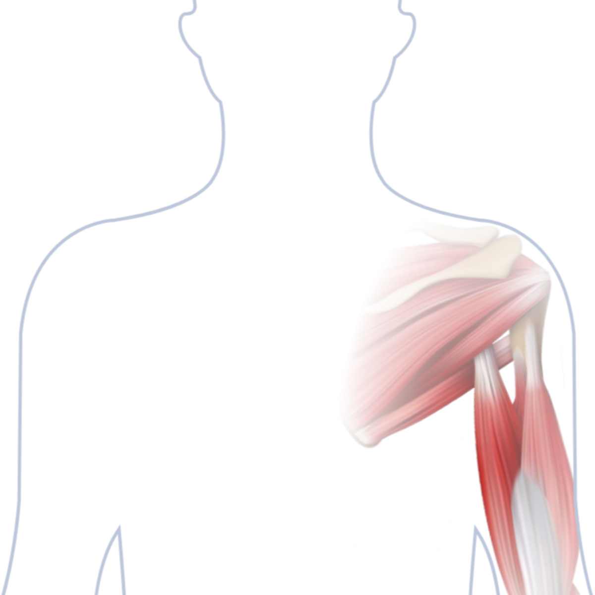 Anatomische Darstellung der Schulter- und Oberarmmuskulatur